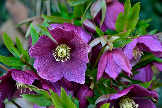 1600px-Hellebore_(245435189)