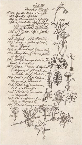 208 Linnaeus