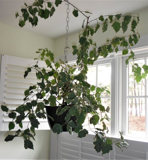 A rangy Bougainviella in our laundry room has an eastern exposure