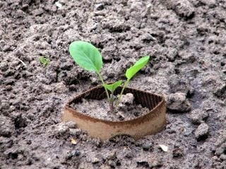 A simple cutworm collar can save your tender vegetable