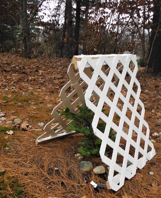 A simple tent made from pieces of garden trellis will protect a vulnerable plant from heavy snow
