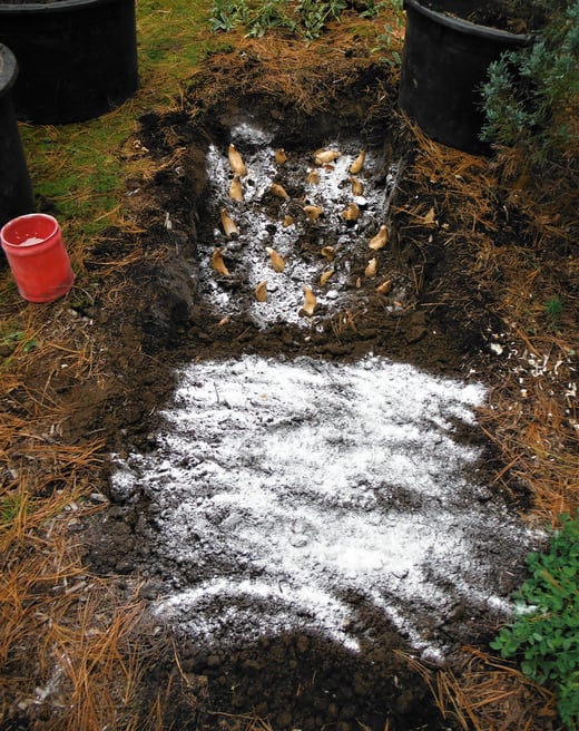 A top-dressing of lime will help deter the critters that might otherwise consider your bulbs a winter snack_
