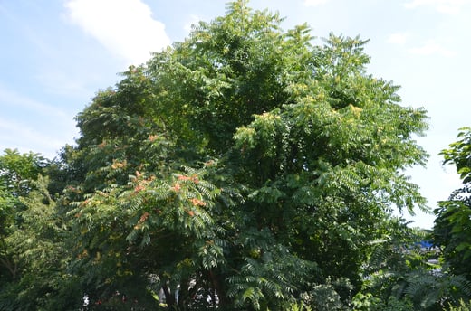 Ailanthus altissima 1