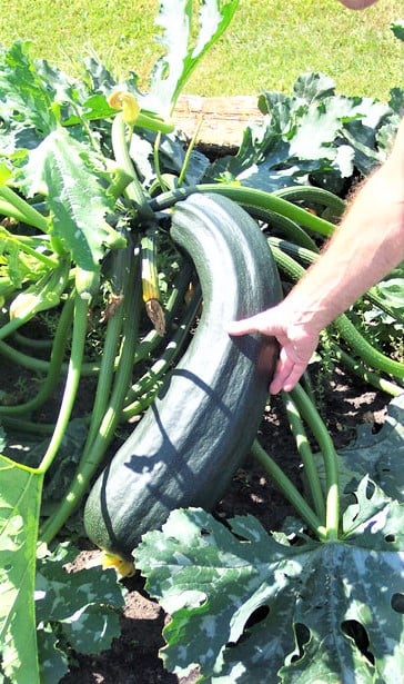 Allowing vegetables like zucchini to remain unpicked sends a signal to the plant to stop producing more fruit