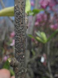 Apply horticultural oil now to suffocate emerging pests