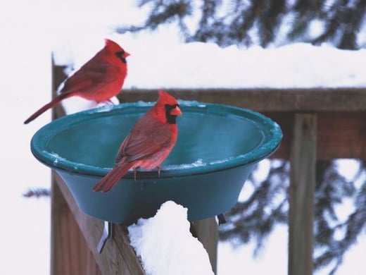 Birds can find ample food in winter, but the nicest thing you can do is ensure they have fresh water