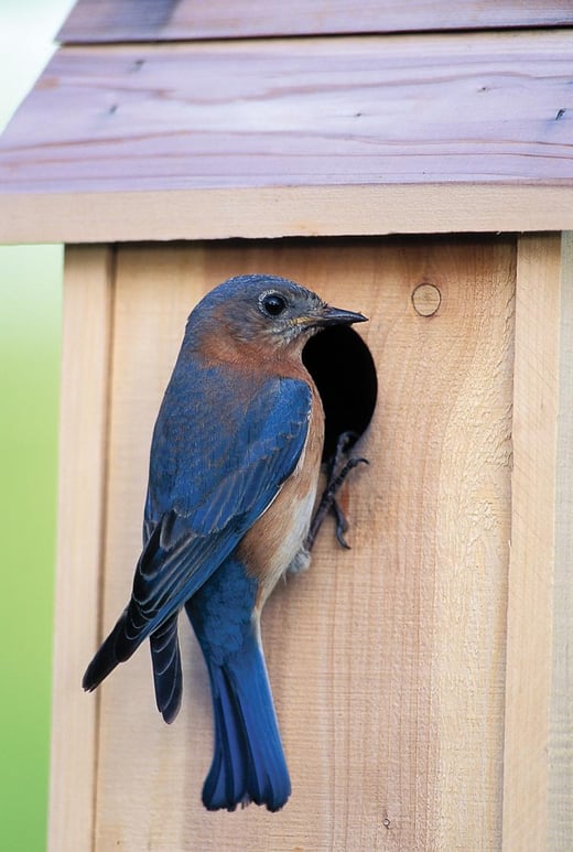 Bluebird at a nesting box - photo credit Missouri Dept. of Conservation