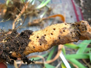 Check your iris tubers for borer damage and discard any that show evidence borers have been at work