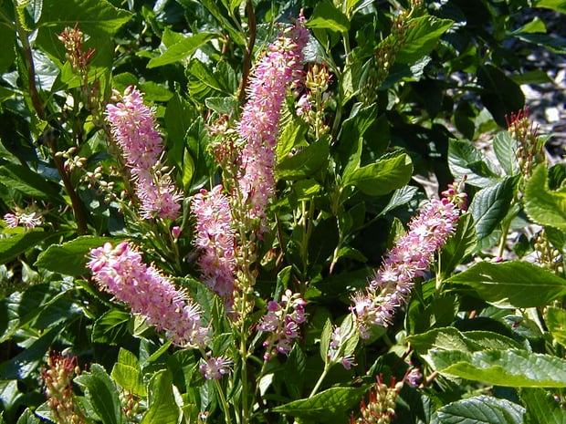 Clethra Ruby Spice1.(1)