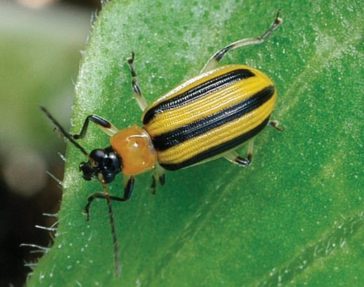 Cucumber beetle photo credit - Johnnys seeds