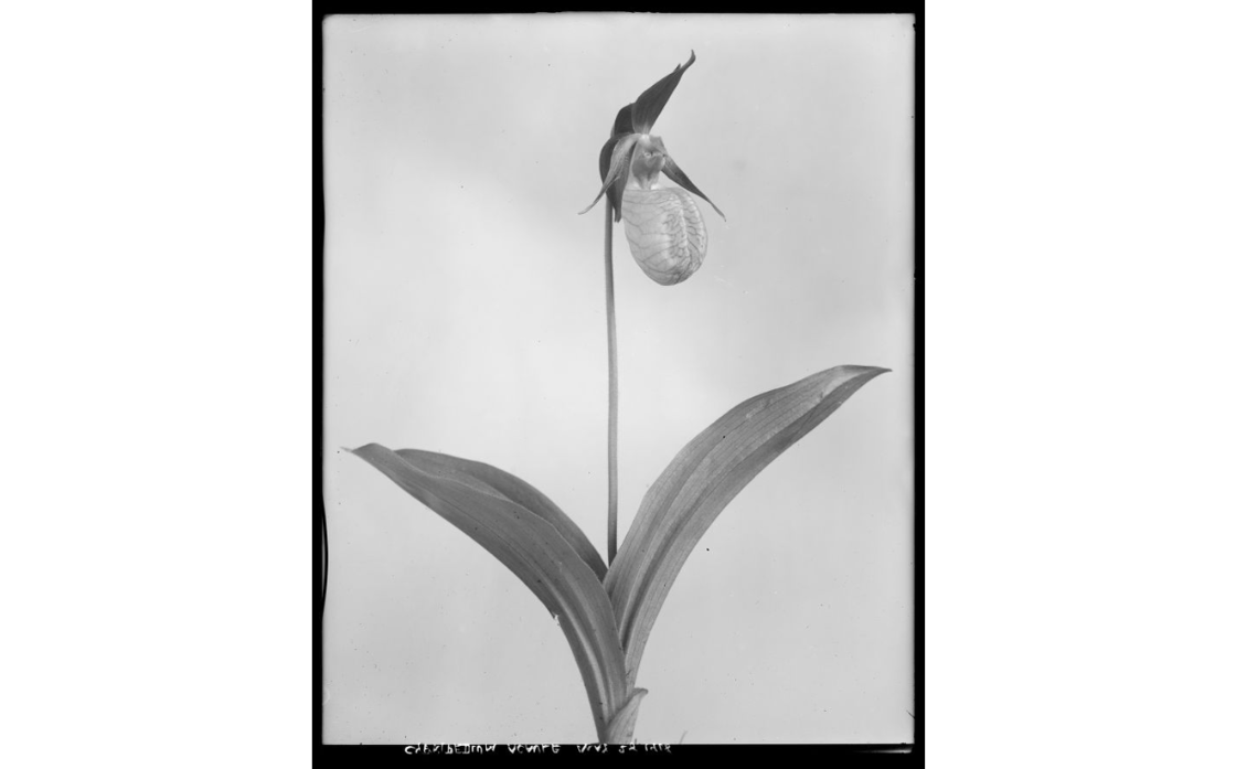 Cypripedium acaule.EHL