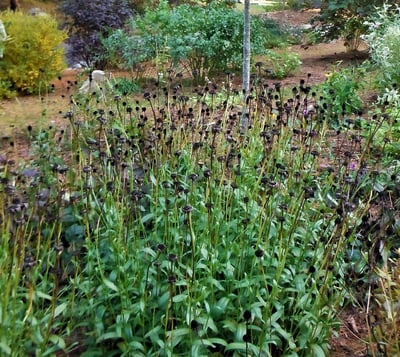 Dont cut down all your spent perennials - leave some up as food for birds - Copy