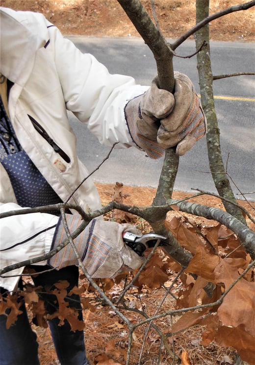 February is a great month for pruning trees and shrubs