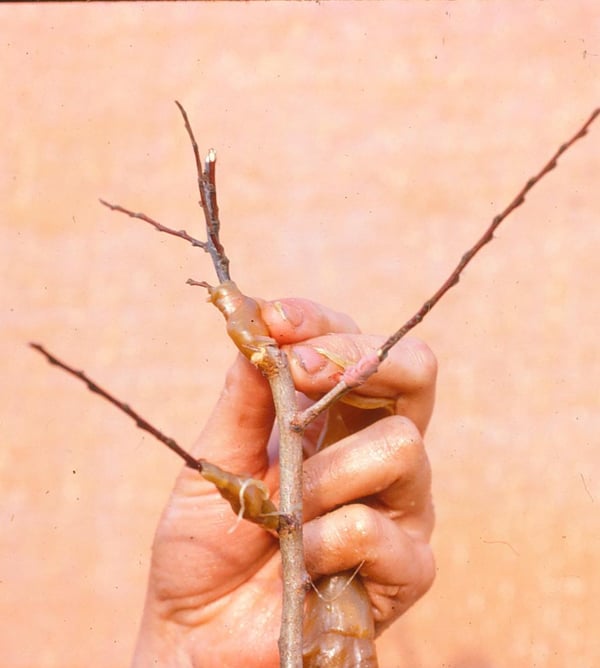 Graft detail