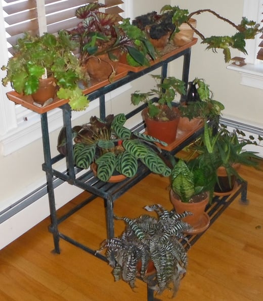 Houseplants up against radiators will dry out quickly