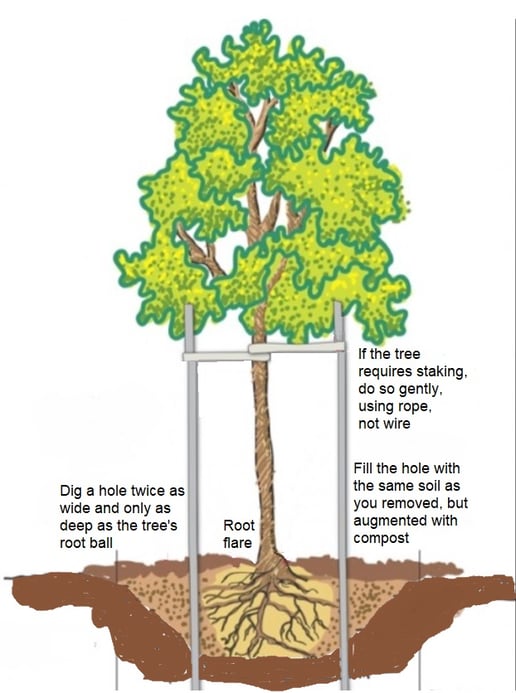 How to properly plant a tree