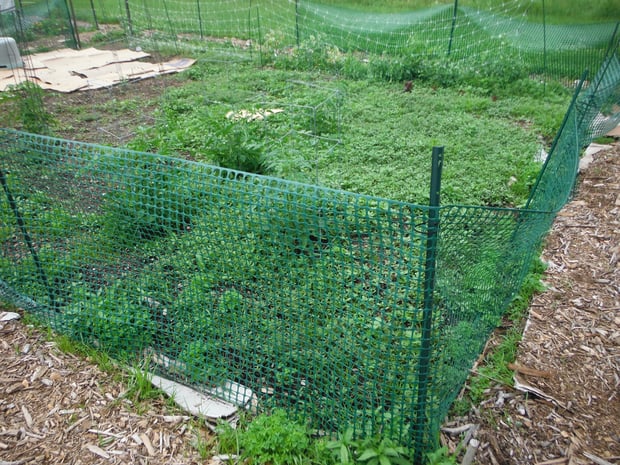 I said the plot was getting weedy; the gardener disagreed