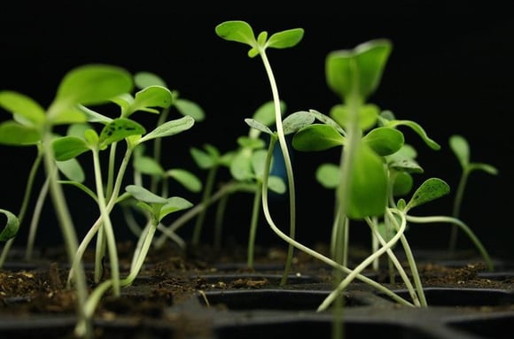 If you plant seedlings too early, they can be leggy