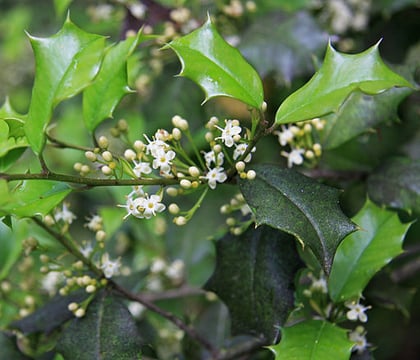 Ilex_opaca_American_holly_flowers