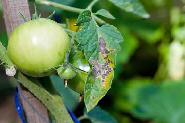 Immediately remove fungal-infected leaves on vegetables