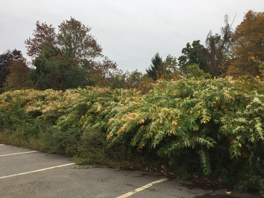 Jap. knotweed at Colellas