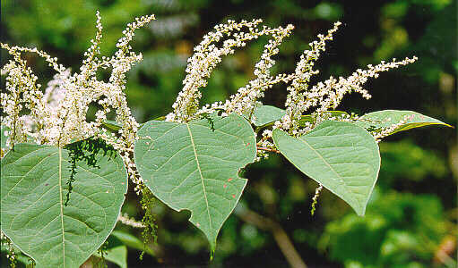 Jap. knotweed flowers