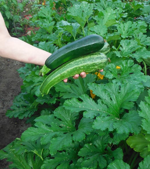 Keep picking from your garden