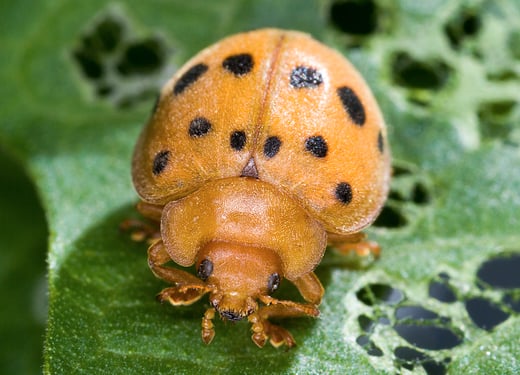 Mexican bean beetle photo credit - Wikipedia