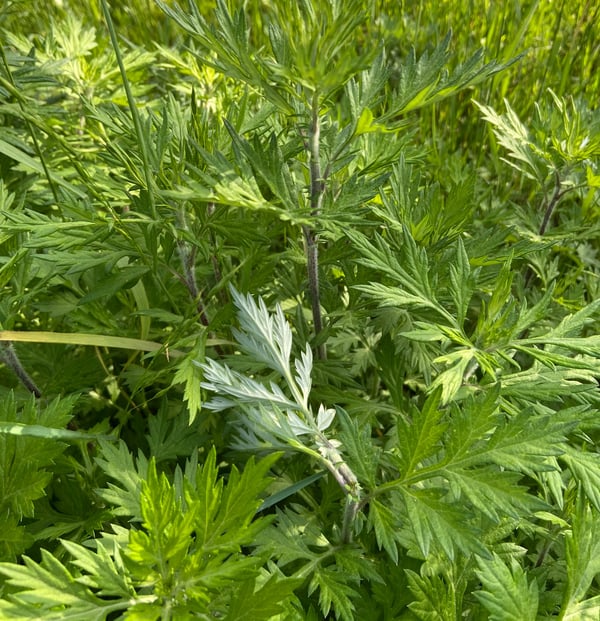 Mugwort Leaves