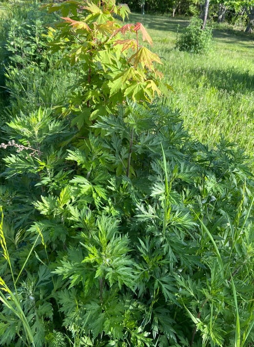 Mugwort