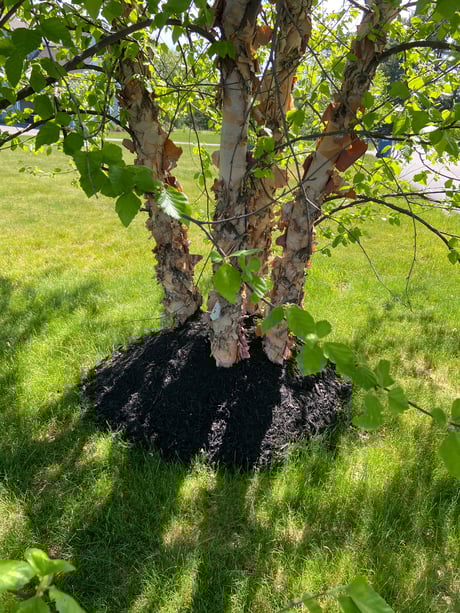 Mulch volcano, birch clump