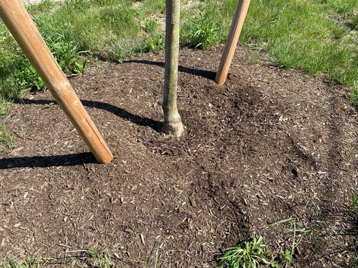 Mulched properly, root flare exposed