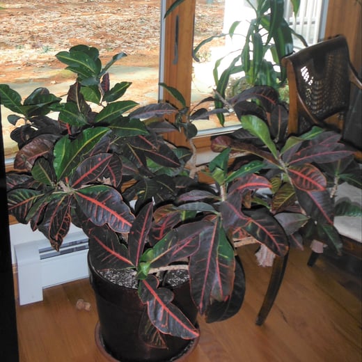 One of two crotons brightening the indoors in winter 1
