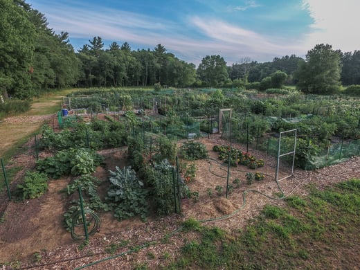 Our towns Community Garden