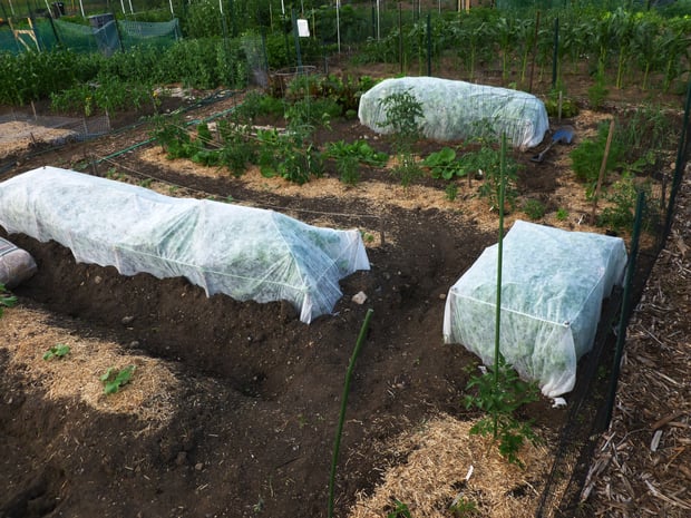 Our vegetable garden looks like a Red Cross aid station