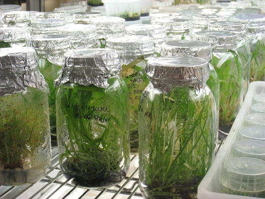 Plant_Tissue_Culture_Lab_-_Atlanta_Botanical_Garden