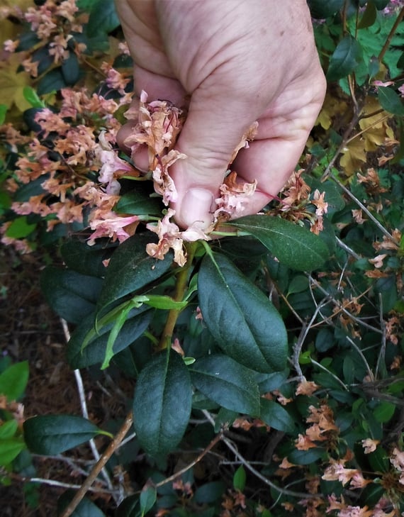 Remove spent flowers from spring bloomers, such as this azalea