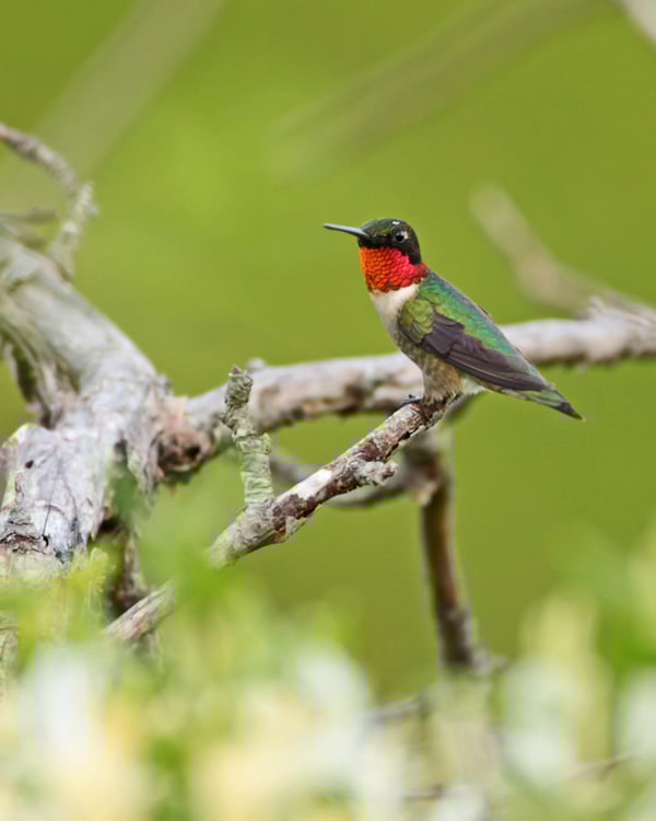 Ruby-throated_Hummingbird