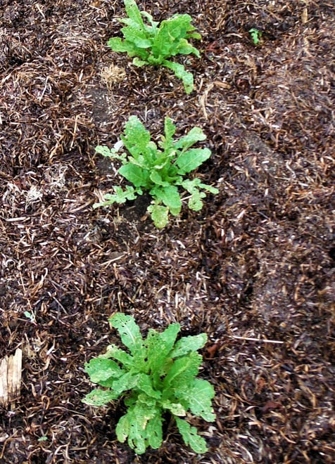 Seaweed makes a superb garden mulch