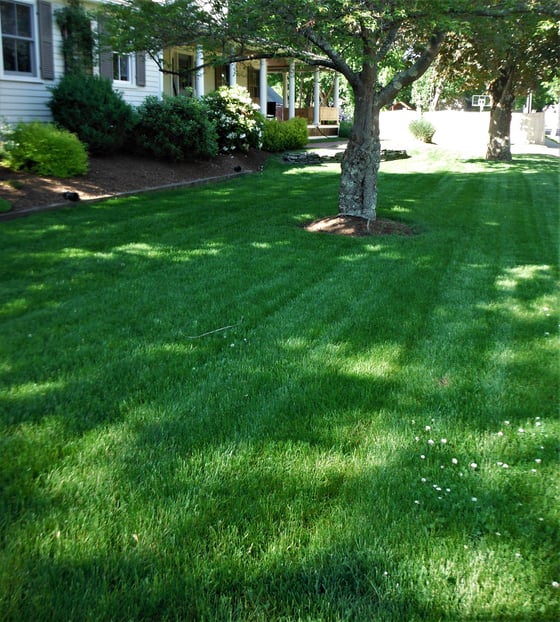 Set your summer mowing height to three inches to help your lawn shade its roots