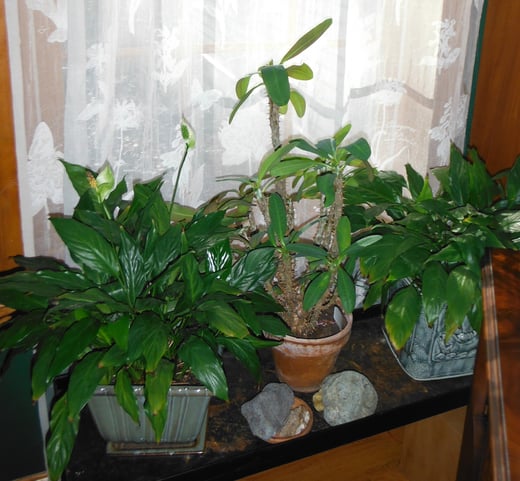 Spathiphyllum and Euphorbia in our library