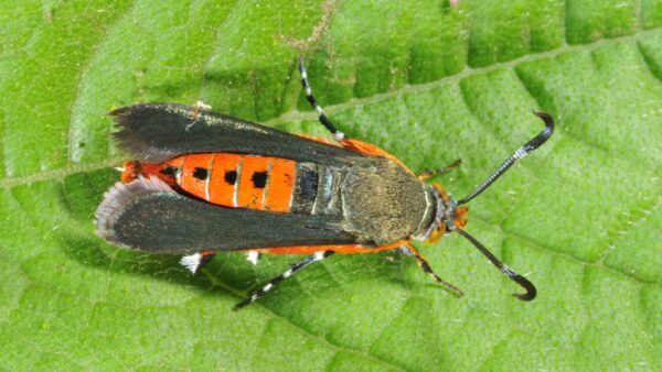 Squash vine borer moth photo credit - Purdue University