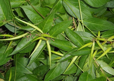 Swallowwort seed heads
