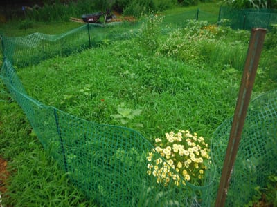 The abandoned plot before the reclamation