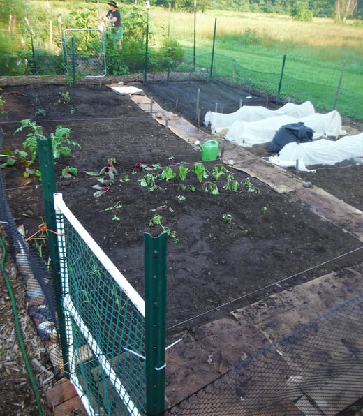 The garden is now fully occupied and planted
