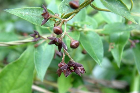 This is what swallowwort looks like in June