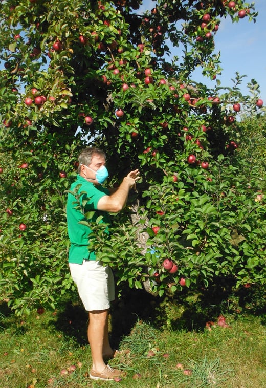 Though I donned a mask for this photo, there was no need for them as we picked apples