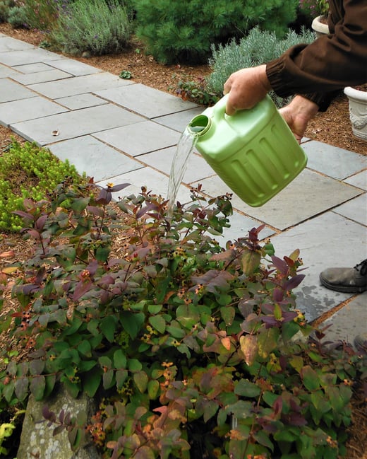 With the ground so dry this autumn, give shrubs several gallons of water while they still hae their leaves