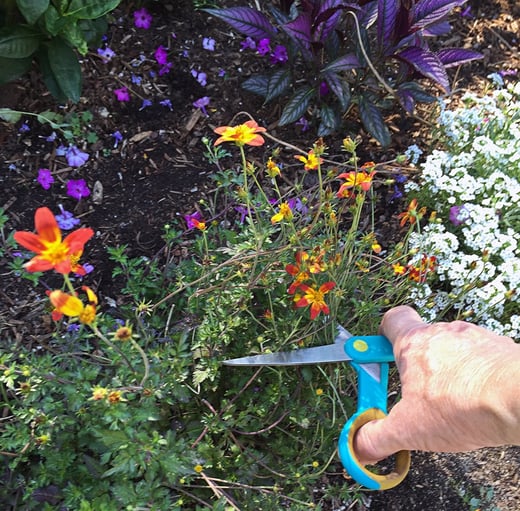 You can get an extra bloom out of your annuals by deadheading spent flowers in August