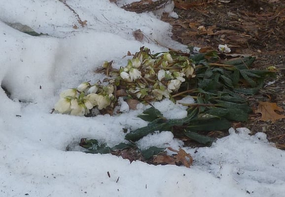 Youll find hellebores blooming even as the snow melts around them-1